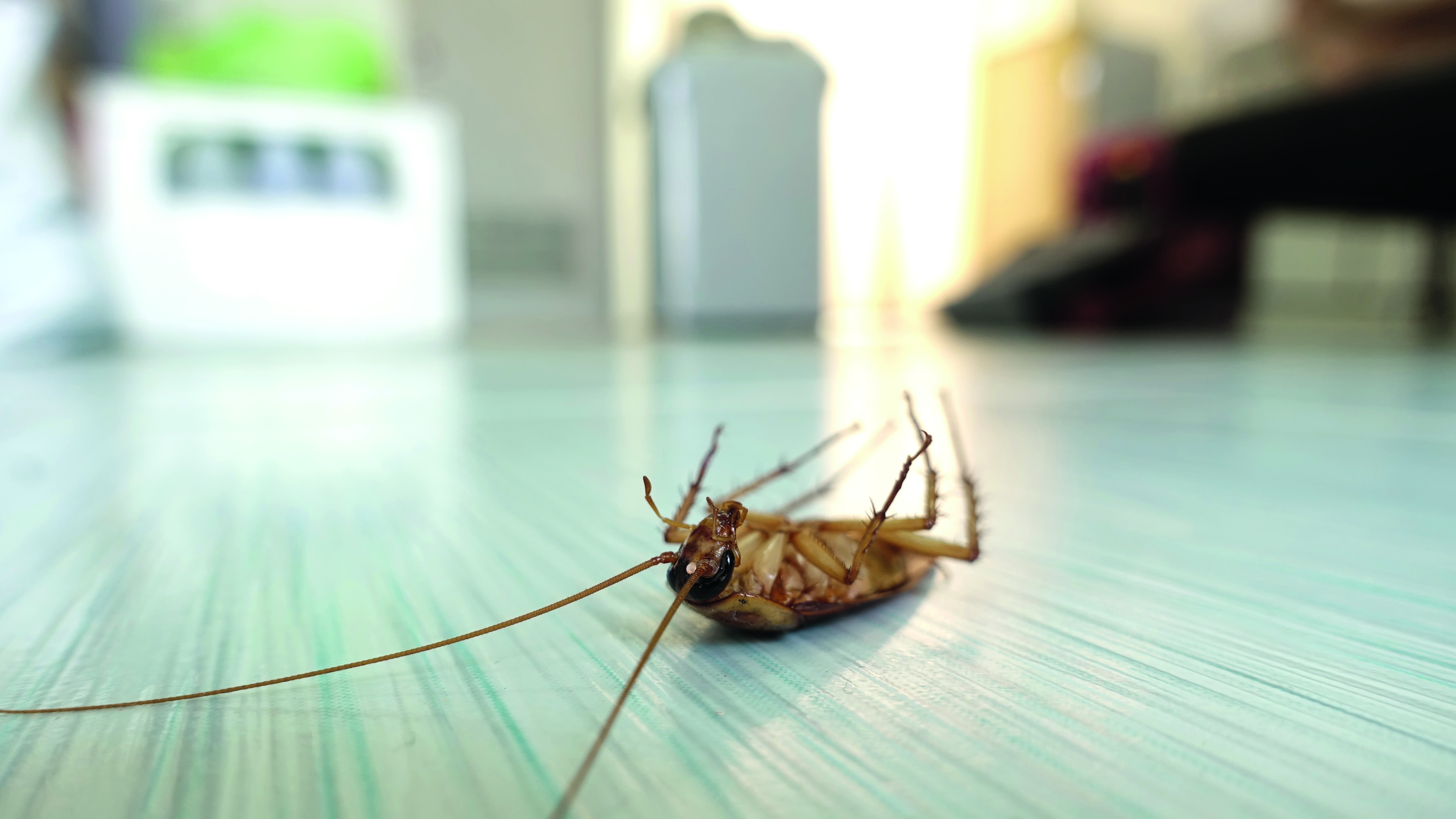 Таракан живет без воды. Pest Control насекомые. Тараканы домашние. От насекомых в доме.