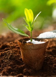 Uprawa, pielęgnacja roślin