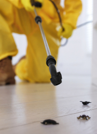 Środki na szkodniki