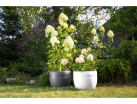 Zdjęcie: Donica Koma classic 330, biały LAMELA