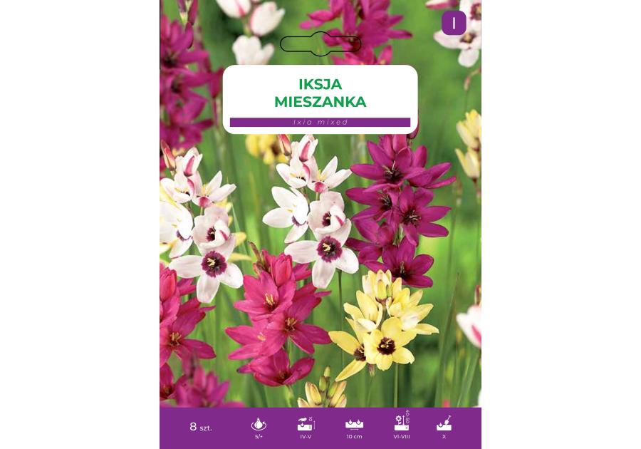 Zdjęcie: Kwiaty Iksja mieszanka LEGUTKO