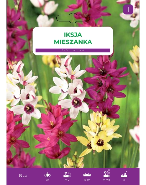 Zdjęcie: Kwiaty Iksja mieszanka LEGUTKO