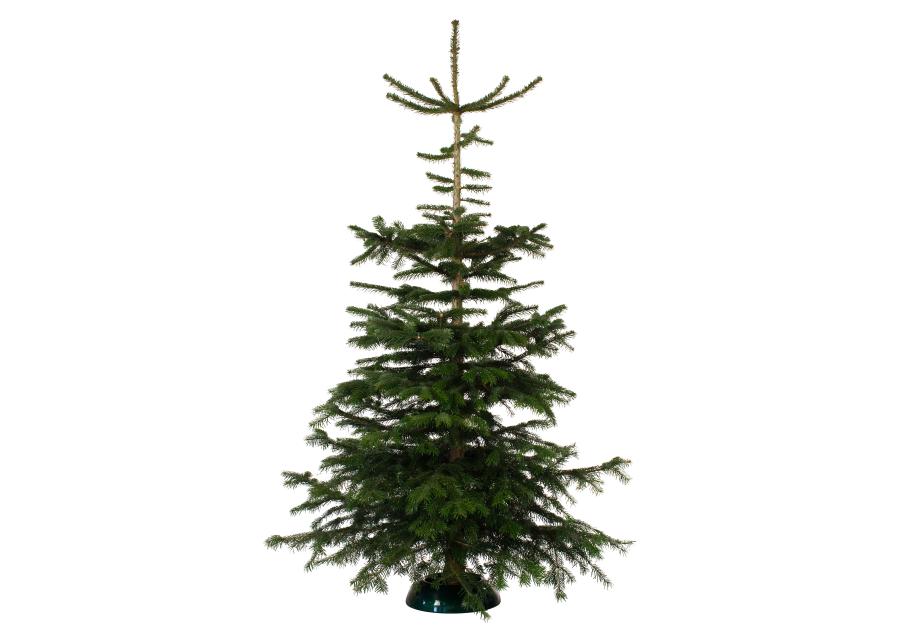 Zdjęcie: Jodła kaukaska cięta 175-200 cm GREEN TEAM POLSKA