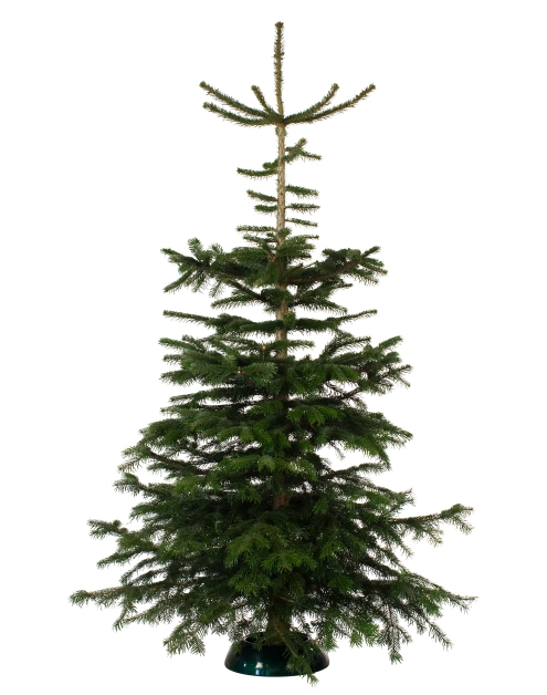 Zdjęcie: Jodła kaukaska cięta 175-200 cm GREEN TEAM POLSKA