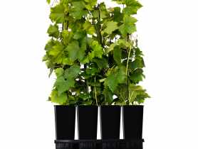 Winorośl mix 1 L WĘDROWSCY