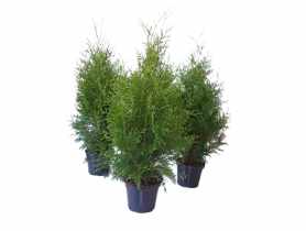 Thuja Brabant 2 L CYGANEK