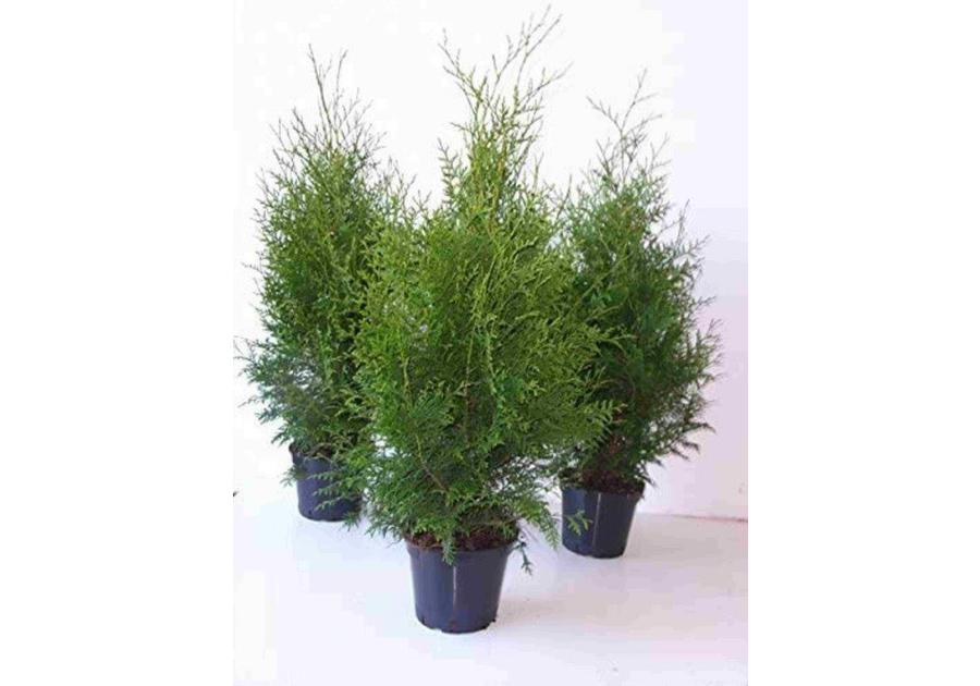 Zdjęcie: Thuja Brabant 2 L CYGANEK