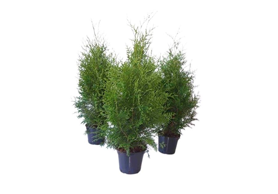 Zdjęcie: Thuja Brabant 2 L CYGANEK