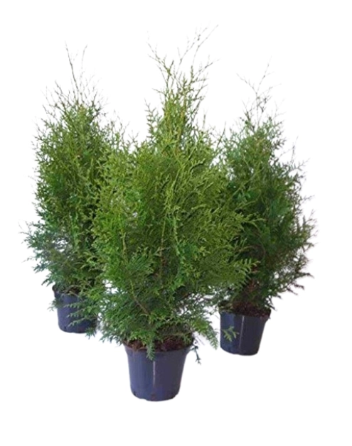 Zdjęcie: Thuja Brabant 2 L CYGANEK