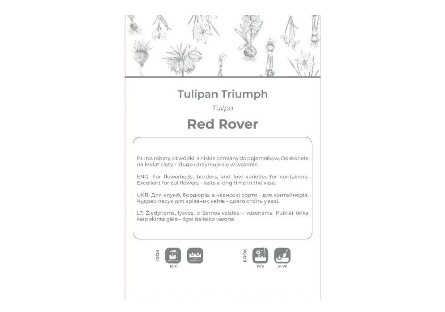 Zdjęcie: Tulipan Red Rover czerwony 4 sztuki W.LEGUTKO