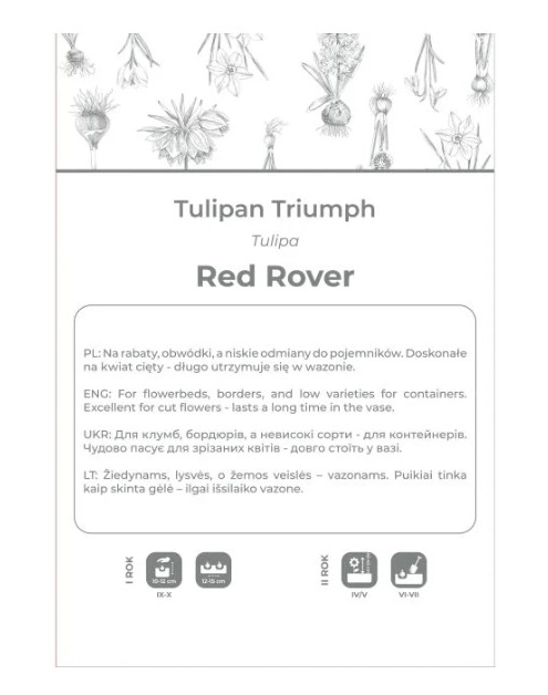 Zdjęcie: Tulipan Red Rover czerwony 4 sztuki W.LEGUTKO