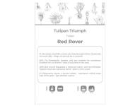 Zdjęcie: Tulipan Red Rover czerwony 4 sztuki W.LEGUTKO