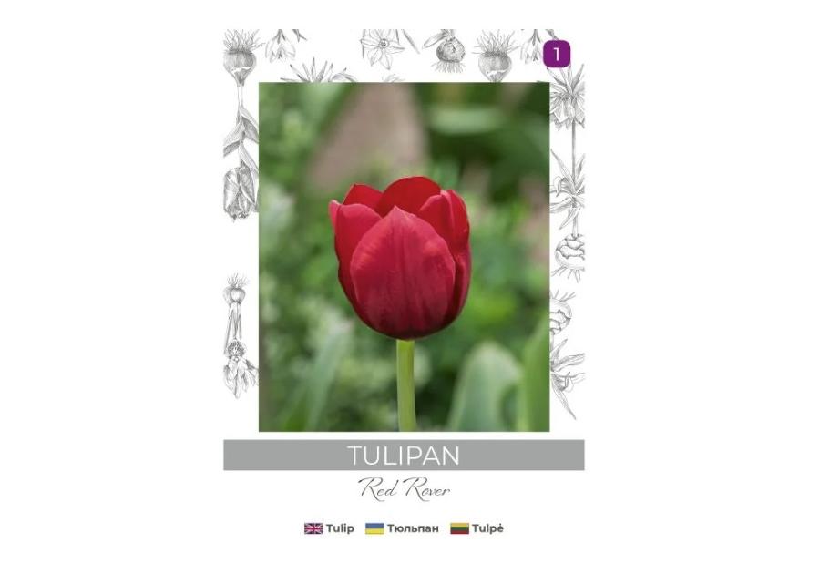 Zdjęcie: Tulipan Red Rover czerwony 4 sztuki W.LEGUTKO