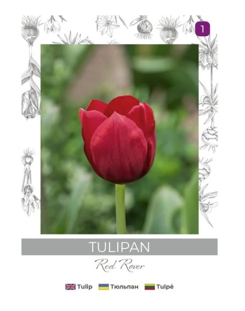 Zdjęcie: Tulipan Red Rover czerwony 4 sztuki W.LEGUTKO