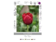 Zdjęcie: Tulipan Red Rover czerwony 4 sztuki W.LEGUTKO
