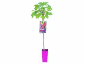 Porzeczka czarna na pniu GARTENLAND