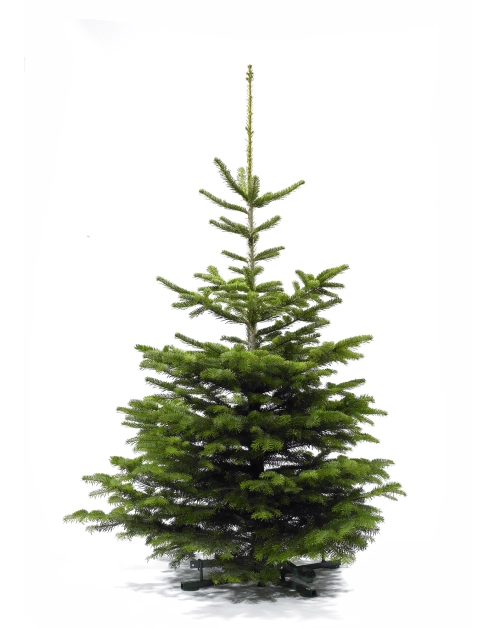 Zdjęcie: Jodła kaukaska cięta 150-175 cm GREEN TEAM POLSKA