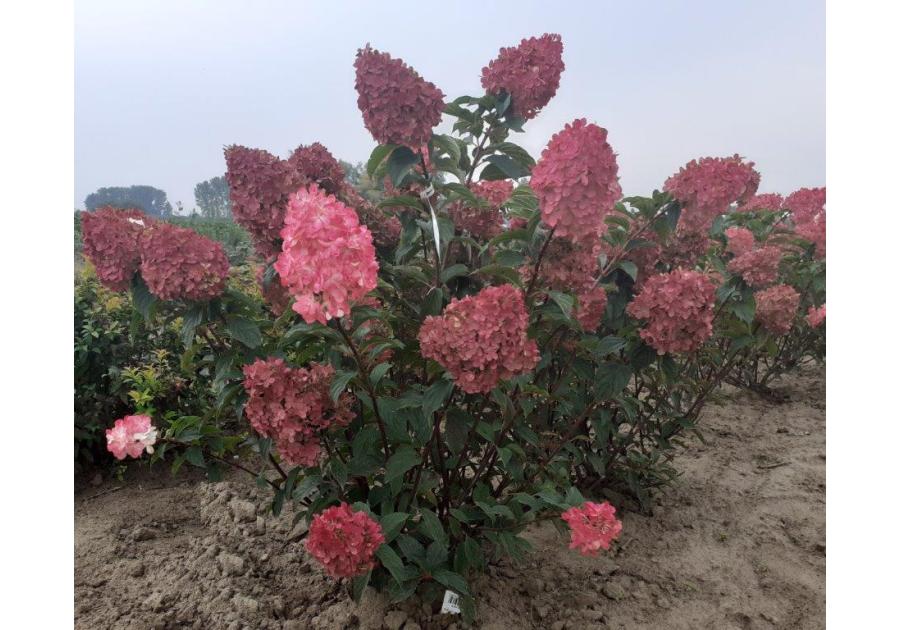 Zdjęcie: Hortensja bukietowa Vanille-Fraise ŁAZUCCY