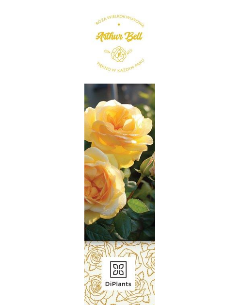 Zdjęcie: Róża wielkokwiatowa Arhtur Bell DIPLANTS