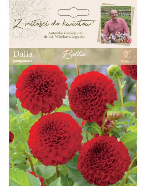 Zdjęcie: Dalia ogrodowa Bella kolekcja dalii W.LEGUTKO