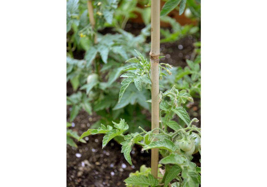 Zdjęcie: Tyczka bambusowa naturalna Bamboo fi8-10 mm x 0,9 m, naturalny NORTENE