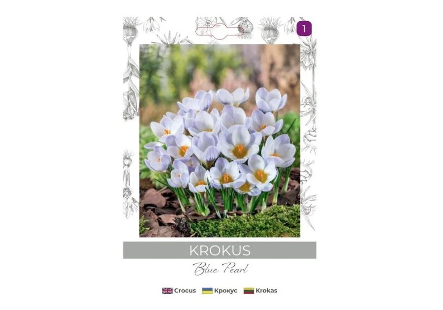 Zdjęcie: Krokus Blue Pearl niebieski 8 sztuk W.LEGUTKO