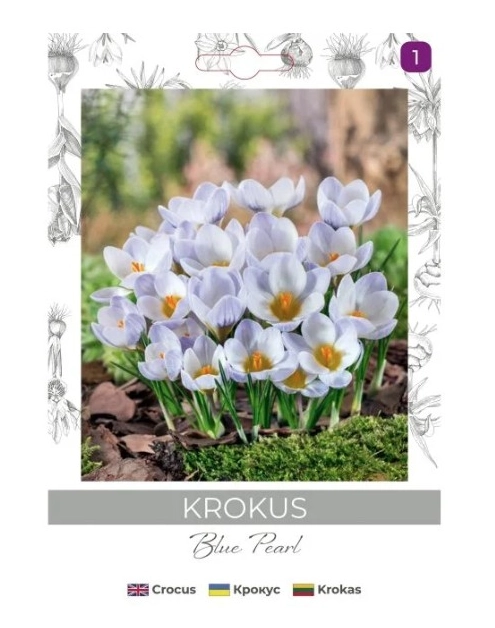 Zdjęcie: Krokus Blue Pearl niebieski 8 sztuk W.LEGUTKO