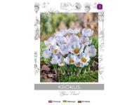 Zdjęcie: Krokus Blue Pearl niebieski 8 sztuk W.LEGUTKO