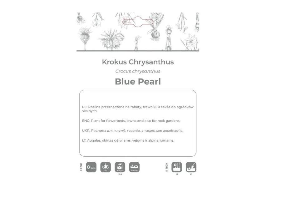 Zdjęcie: Krokus Blue Pearl niebieski 8 sztuk W.LEGUTKO