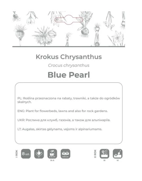 Zdjęcie: Krokus Blue Pearl niebieski 8 sztuk W.LEGUTKO