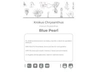 Zdjęcie: Krokus Blue Pearl niebieski 8 sztuk W.LEGUTKO