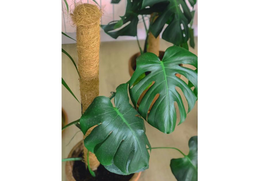 Zdjęcie: Tyczka kokosowa Stake Coco fi45 mm x 1,5 m, naturalny NORTENE
