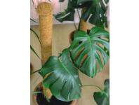 Zdjęcie: Tyczka kokosowa Stake Coco fi45 mm x 1,5 m, naturalny NORTENE