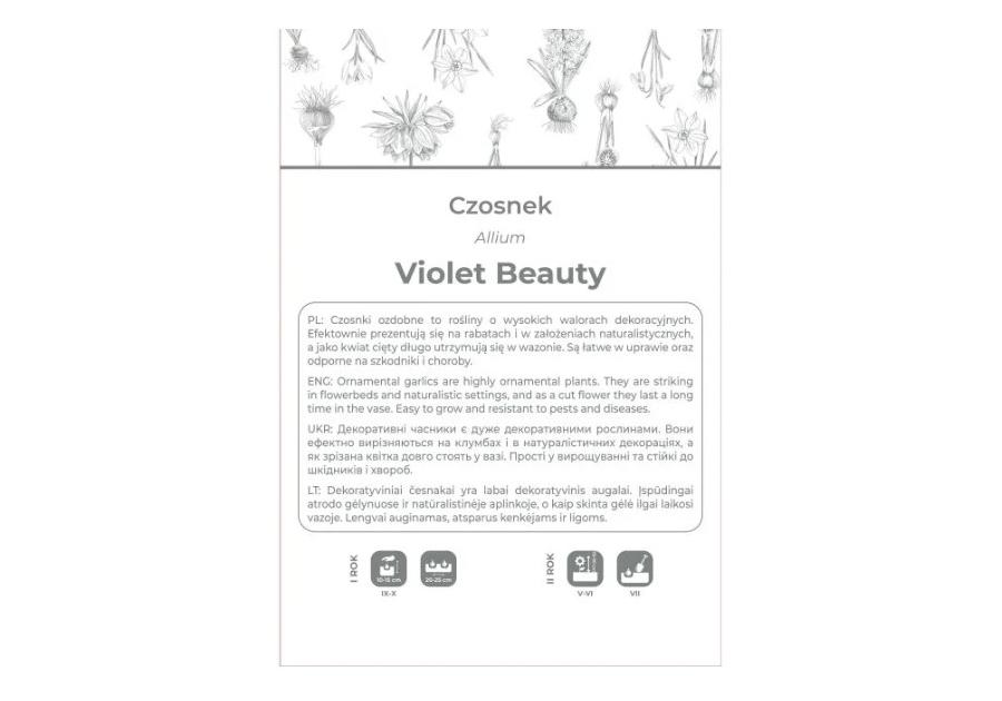 Zdjęcie: Czosnek Violet Beauty fioletowy 4 sztuki W.LEGUTKO