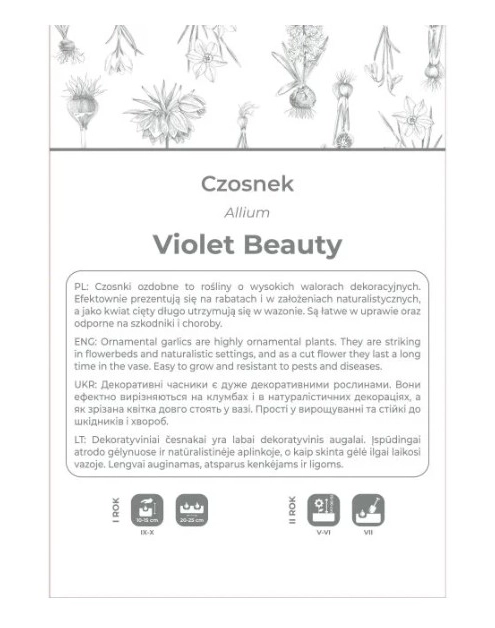 Zdjęcie: Czosnek Violet Beauty fioletowy 4 sztuki W.LEGUTKO
