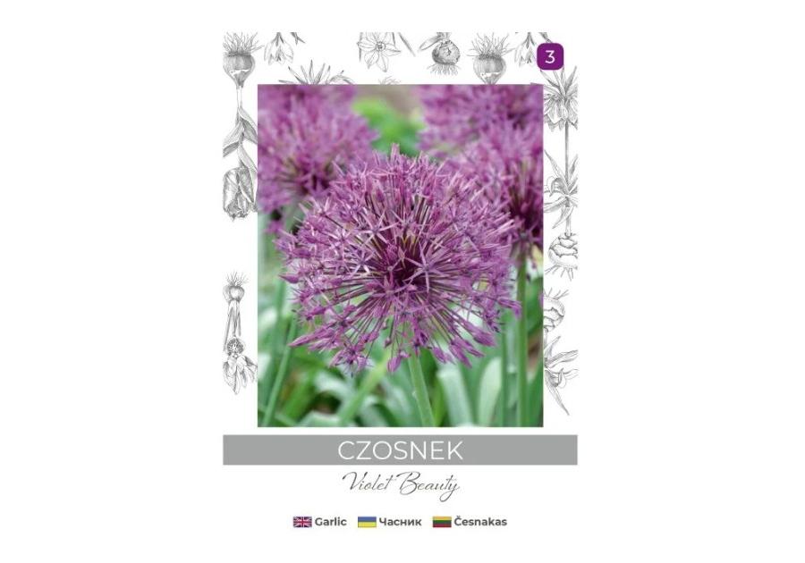 Zdjęcie: Czosnek Violet Beauty fioletowy 4 sztuki W.LEGUTKO