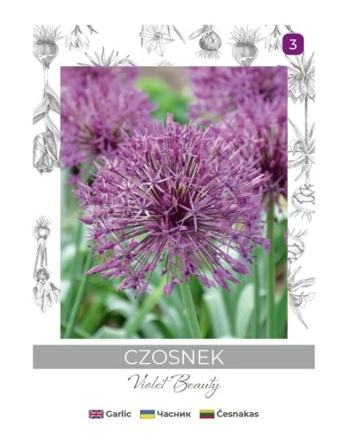 Zdjęcie: Czosnek Violet Beauty fioletowy 4 sztuki W.LEGUTKO