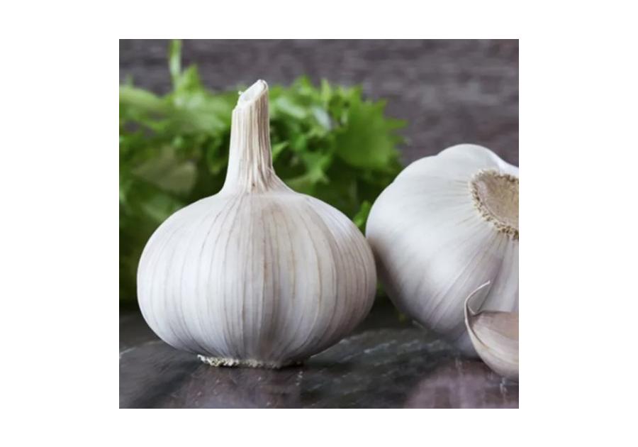 Zdjęcie: Czosnek wiosenny Morado 250 g W.LEGUTKO