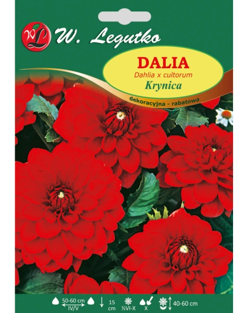 Zdjęcie: Dalia ogrodowa Krynica seria tradycyjna W.LEGUTKO