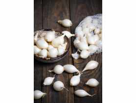 Cebula dymka White Snowball 250 g LEGUTKO