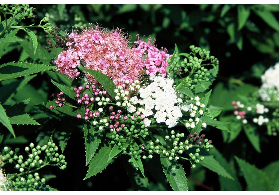 Zdjęcie: Spiraea japonica Genpei ŁAZUCCY