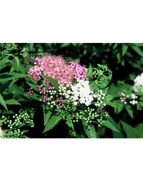 Zdjęcie: Spiraea japonica Genpei ŁAZUCCY