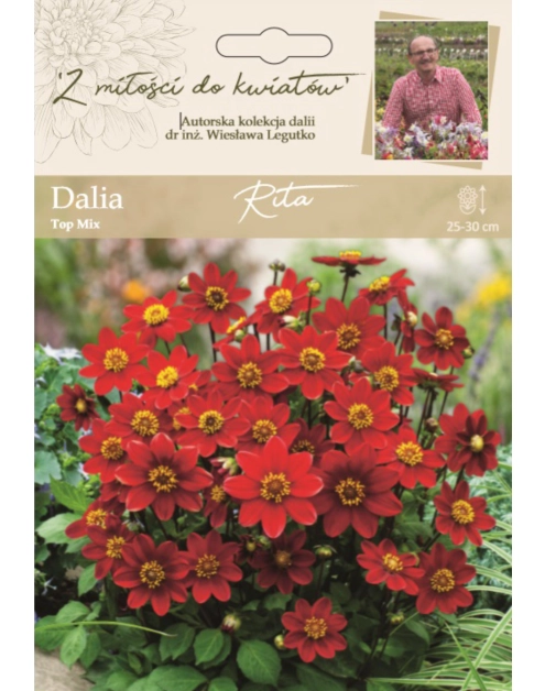 Zdjęcie: Dalia ogrodowa Rita kolekcja dalii W.LEGUTKO
