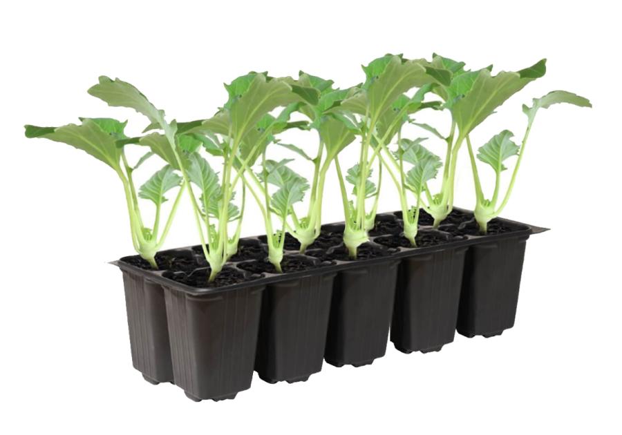 Zdjęcie: Sadzonki pikowane brokuła 10 szt. 4 FLOWER