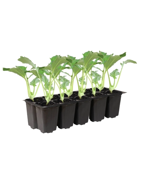 Zdjęcie: Sadzonki pikowane brokuła 10 szt. 4 FLOWER