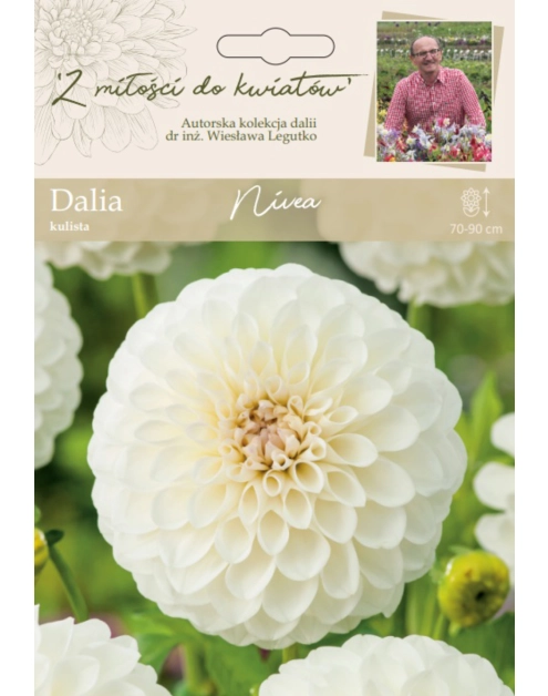 Zdjęcie: Dalia ogrodowa Nivea kolekcja dalii W.LEGUTKO