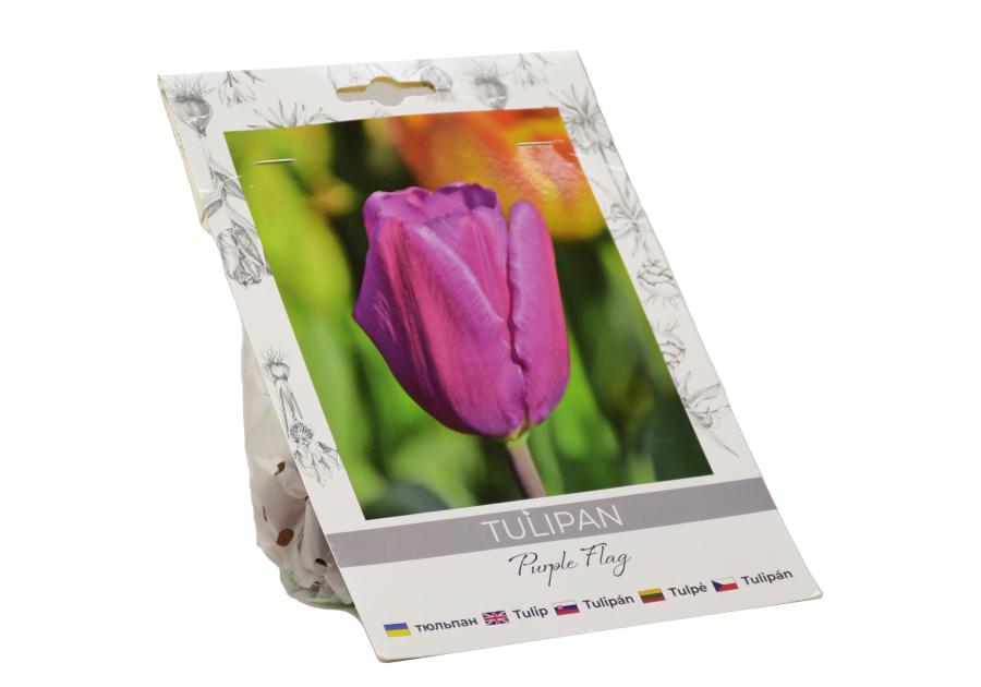 Zdjęcie: Tulipan Purple Flag W.LEGUTKO