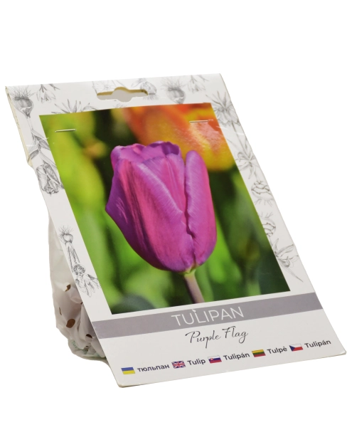 Zdjęcie: Tulipan Purple Flag W.LEGUTKO