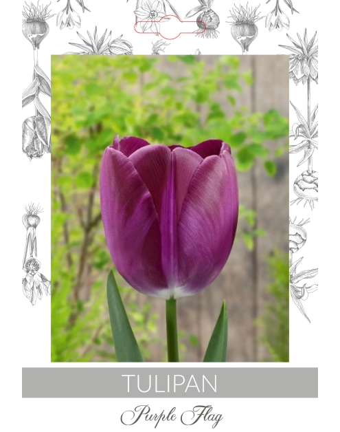 Zdjęcie: Tulipan Purple Flag W.LEGUTKO