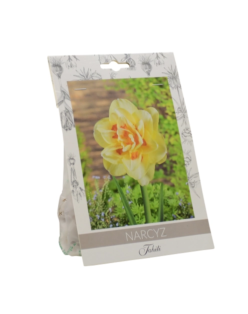 Zdjęcie: Narcyz Tahiti W.LEGUTKO